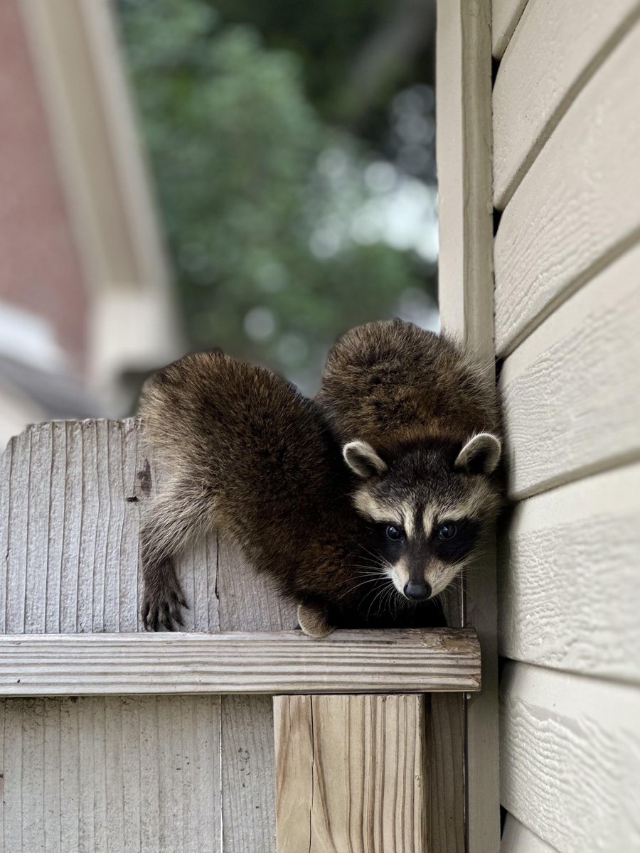 Found a baby raccoon cuddled up with its sibling on my fence #AnimalLovers