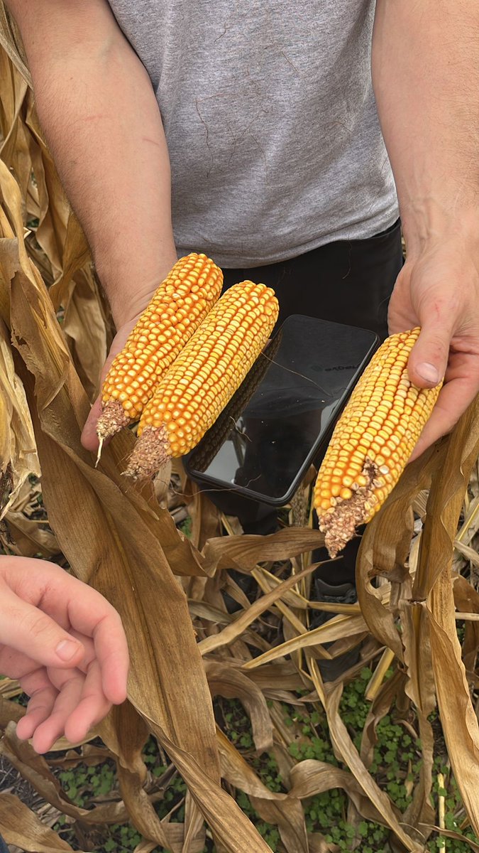 Daniel Perez tweet media