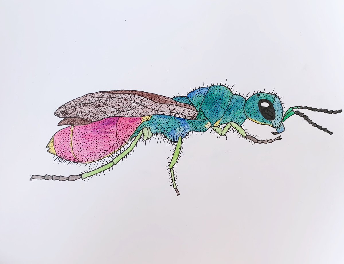 JoshBurch_Photo's tweet photo. @flygirlNHM @EastnorCastle This is a photo I took. Had a go at drawing it but the photo does much better justice. Have been dabbling in nature journaling and the form of this wasp was a good start https://t.co/M7ztkrgm5q