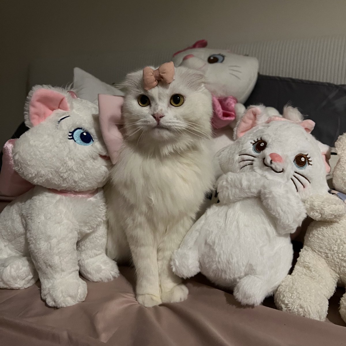 awwwfluffy's tweet photo. ไม่รู้ตัวไหนใหม่สุด แต่รู้ว่ามีตัวนึงเก่า https://t.co/MsZpRcuvpR