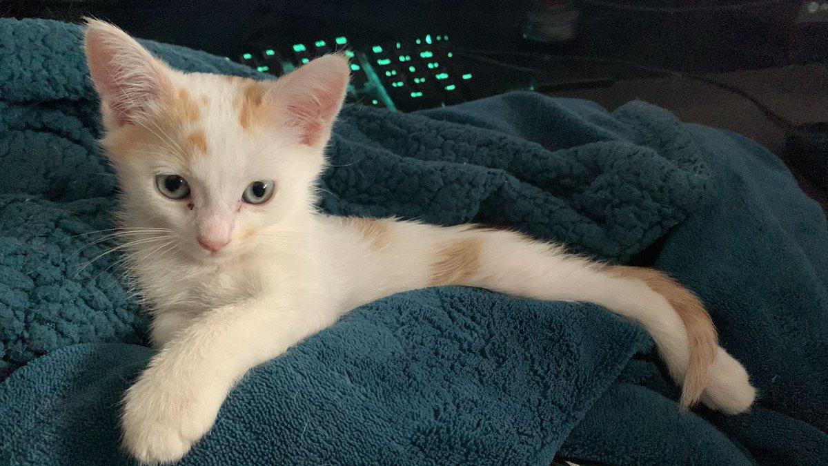 LazyWom's tweet photo. ¿Compartimos latita, chati? https://t.co/k1pRcAOLeU