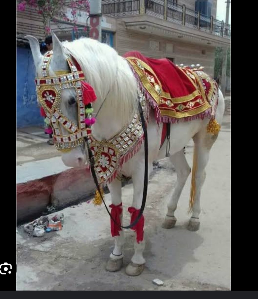 लड़कियां कृपया ध्यान दे सजना घोड़ी पर सवार होकर आयेगा फिर शादी होगी ये सपना देखना छोड़ दे पता है कितनी क्रूरता होती है इन मासूमों के साथ क्या अच्छे कार्य में क्रूरता करना शोभा देता है और जो तुमसे प्रेम करे तो अपने पैरो से चल कर भी आ सकता है कृपया लड़के भी इस बात का ख्याल रखें