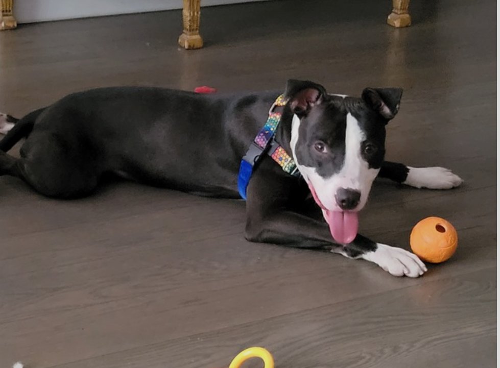 Julie🌻🐾 tweet media