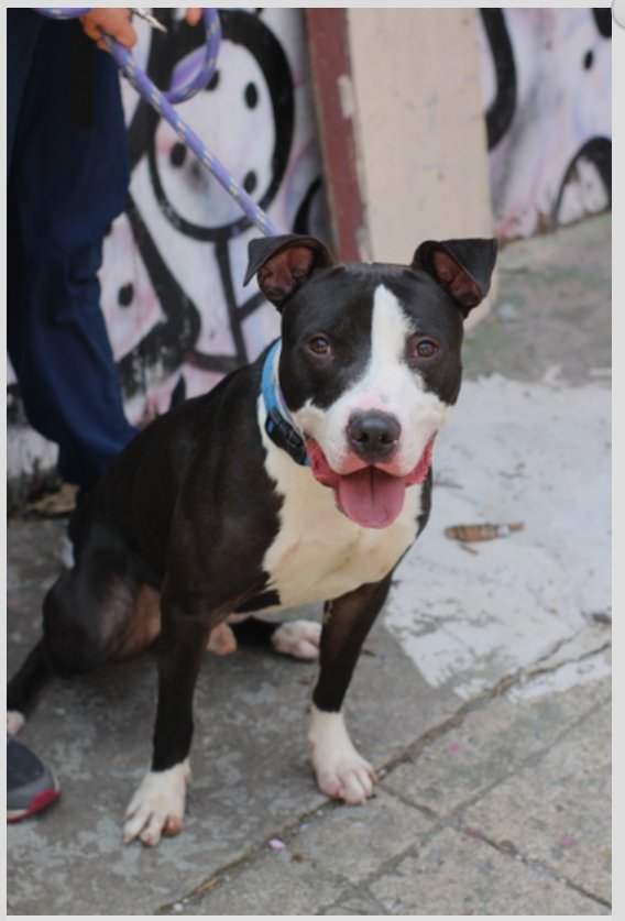 💔Sullivan💔
#NYCACC #169142 1y
▪️Relisted TBK: 5/23💉
Handsome, friendly, super sweetheart. Loving, loyal baby, ret from brief foster care. Gd w strangers, prefers attn over treats! Needs loving, N.East #Foster, 4 guidance, 2 shine, as yr only dog.
Pls #pledge 4 #ResQ
💞Sullivan