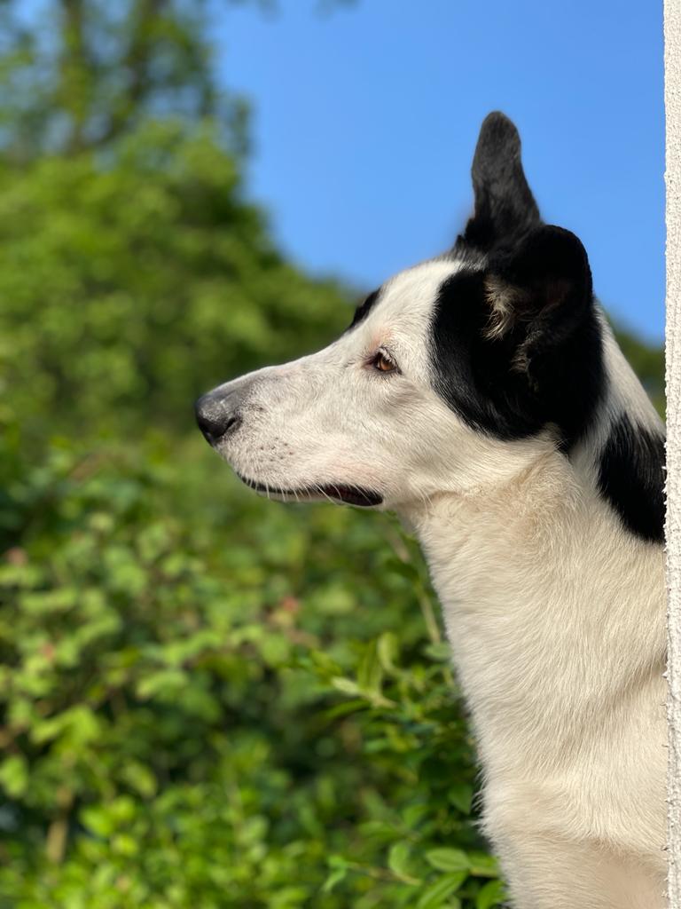 jacquesputz's tweet photo. #bordercollie #luna https://t.co/OkK2IzOv4J