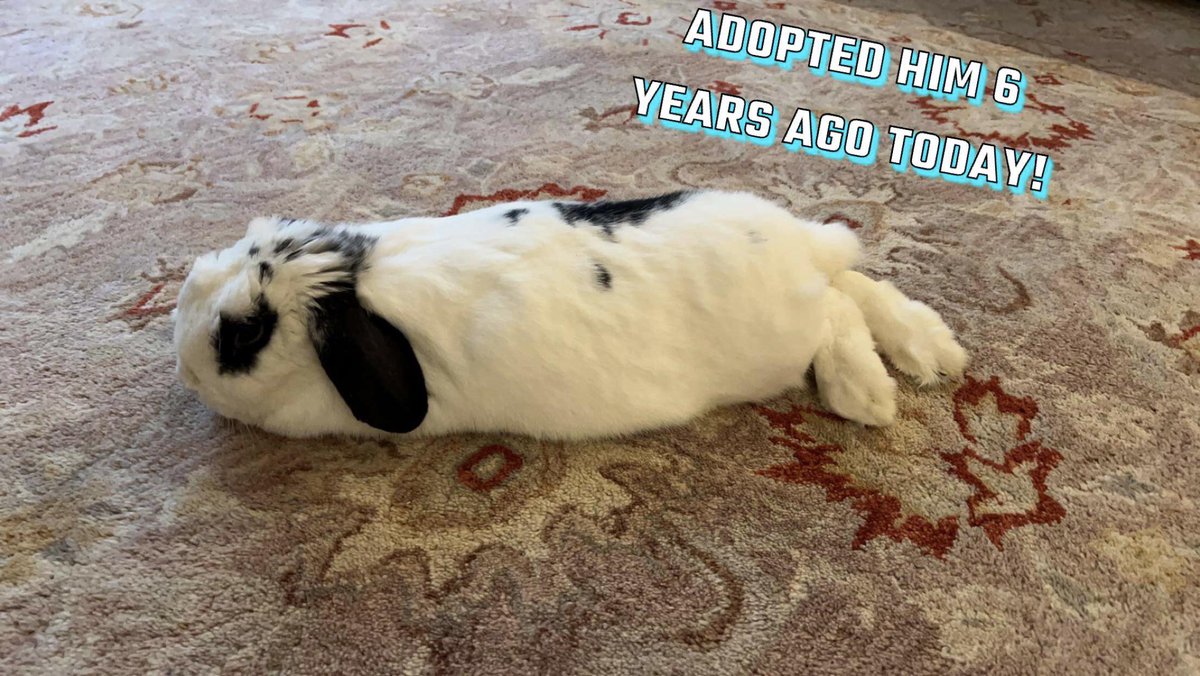 Happy adoption day! rabbitvideos.com/107225/happy-a… #Bunnies