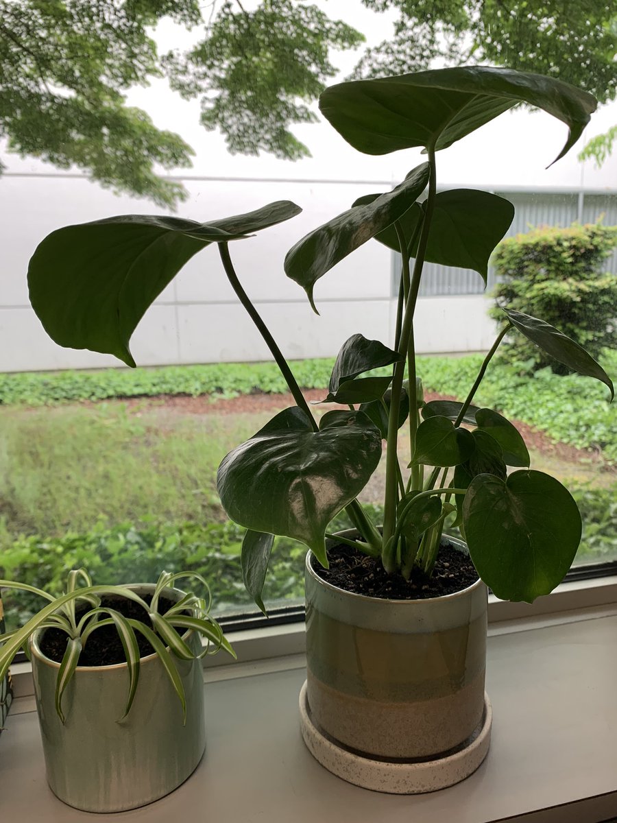 Bought myself this baby Monstera to celebrate my first day as a Research Fish Biologist on the Bering Sea groundfish survey team @NOAAFisheriesAK. So excited for this next chapter and to grow alongside this little guy. Is that too cheesy? 🌿🐟
