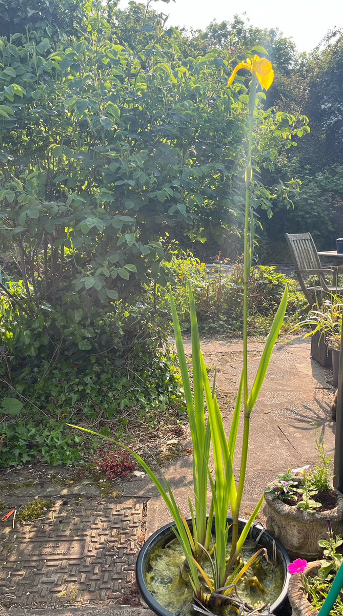 papaver's tweet image. #todayshappy the flag iris in the mini pond is flowering #minipond #iris #mygarden