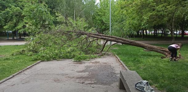InfoDnepr's tweet photo. В Днепре на бульваре Славы упало огромное дерево: прямо на пешеходную аллею - https://t.co/QhudzQ8sJC - https://t.co/txX5DJsPD6