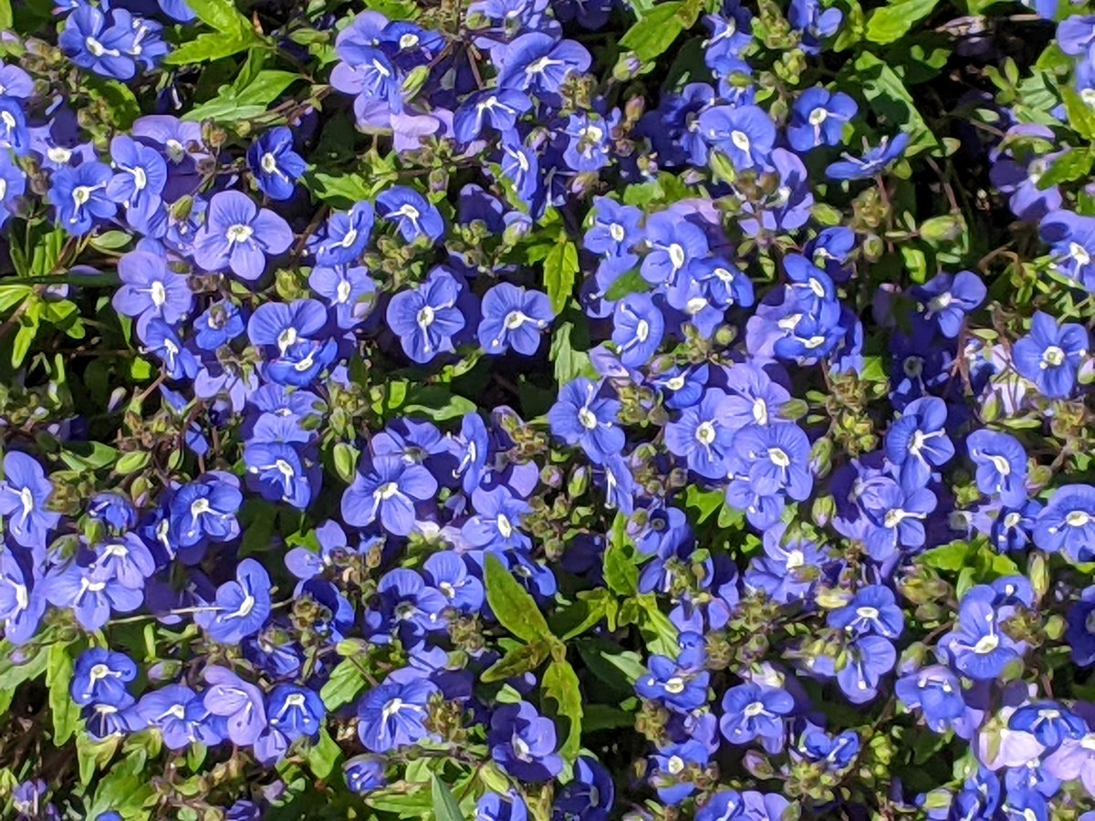 Un tapis de fleurs bleues au Canada bon #lundifleuri à tous
