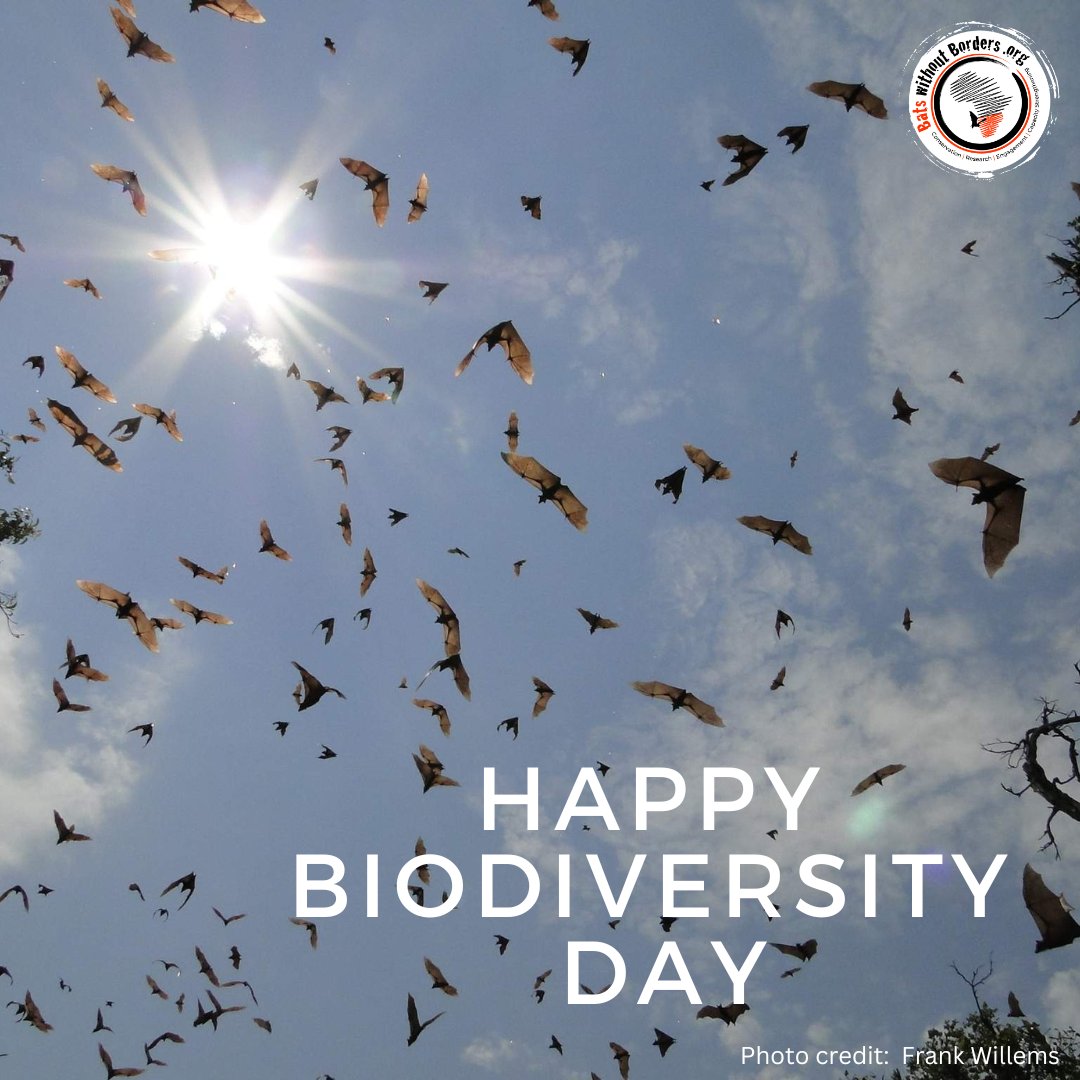 It's #InternationalDayforBiologicalDiversity! A celebration of the amazing diversity of life on Earth #buildbackbiodiversity Bats without Borders is dedicated to conserving #bats, #biodiversity & healthy ecosystems within southern Africa’s changing landscape #protectwhatyoulove