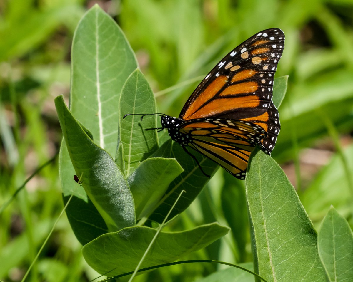 A monarch butterfly laying eggs on our milkweeds today! #butterflies #Lepidoptera #nativeplants #Illinois #nature #photography #wildlifephotography #SaveTheMonarch #endangeredspecies