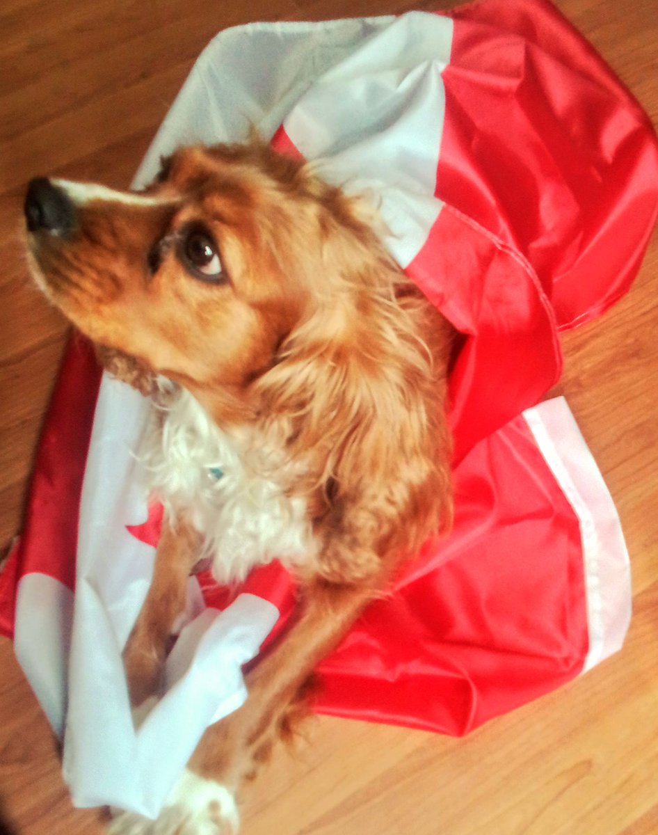 🇨🇦Happy #VictoriaDayWeekend !!🇨🇦
Today, I's Using our flag cuz we's are proud Canadians who love Canada as it was not long ago.
☑️Stand up for freedom of speech
☑️Keep saying NO to censorship
I's might lose followers for dis. 🤷‍♀️ Oh well...

#dogsoftwitter #Canda