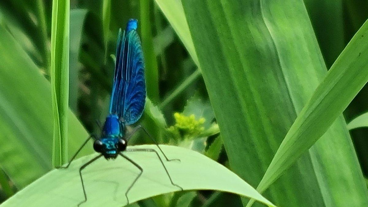 WillemBod's tweet photo. Weidebeekjuffer
@waarneming @VroegeVogels @vlinderNL @omroepbrabant @IVNNederland @ivnmierlo @IVNgeldrop #juffer #nature #NaturePhotography #laatdenatuurnietstikken https://t.co/pESIORE3uc