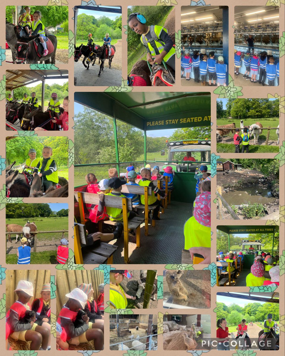 MissBennett22's tweet photo. Reception had a wonderful day @Smithillsfarm  ☀️🦙🙌 @ReceptionMlps https://t.co/TnRb13iYnE