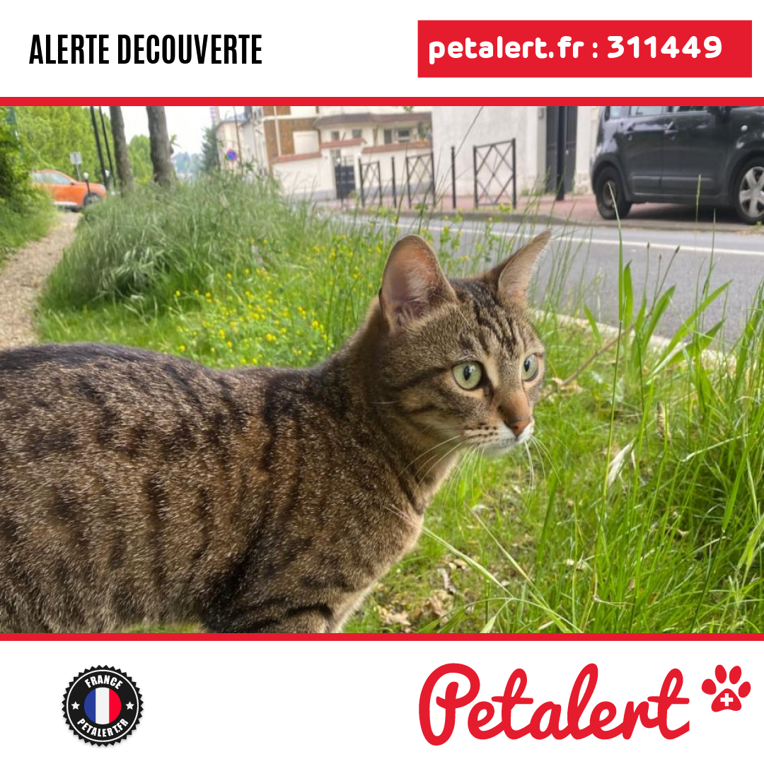petalert_france's tweet photo. Trouvé #Chat #ValDeMarne #SaintMaurDesFosses #Petalert #PetAlert94 / https://t.co/sLYmnvzfhN https://t.co/4FhZtTQ2Mu