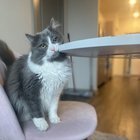 This is our new friend Phoebe 🥹✨