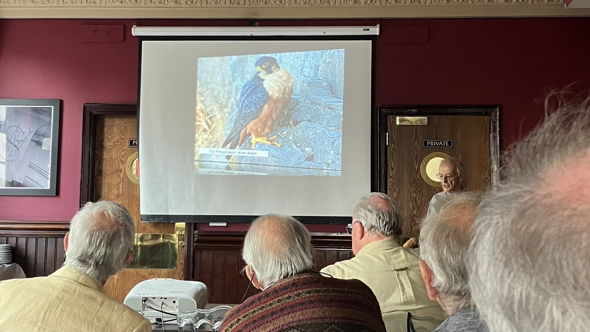 Fascinating talk <a href="/online_BOC/">British Ornithologists’ Club</a> with Dr Richard Sales and Steve Watson discussing their ground breaking book ‘The Peregrine Falcon’ #ornithology #peregrine #Falcons #birds #birdsofprey