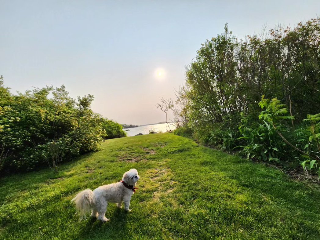 travelbinger's tweet photo. Sunrise 🌅 ✅
Dog friendly 🐶✅
New England luxury ♥️✅
#weekapauginn @WeekapaugInn #Travel #RhodeIsland #DogLover https://t.co/vEivqsuqr5