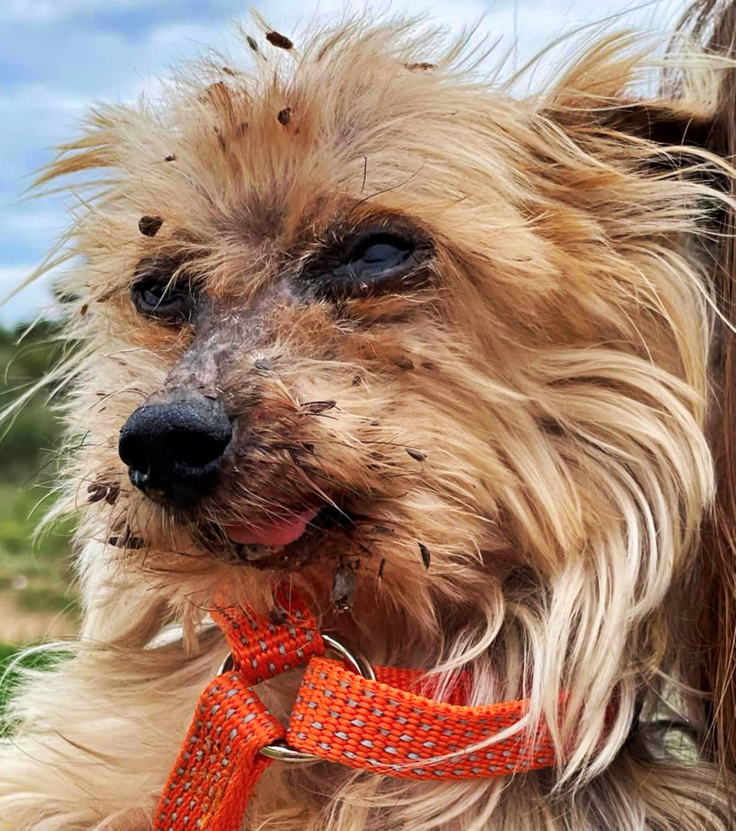 SosAbuelos1's tweet photo. #BARCELONA
En un terrible estado de abandono. Sucio, herido, delgado... así apareció el abuelito #PUPPO de 10 años.

Ya casi recuperado, (toma 1 pastillitita al día para controlar su leishmania) asoma un viejito cariñoso. Sociable con perros y gatos. Puppo tiene un deseo infinito de amar.

Buscamos la felicidad para él. Si crees que eres la persona indicada para adoptarlo....

 info@protectoragranollers.org