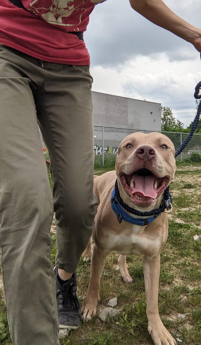 CityDogsCLE's tweet photo. There's something special about Drumstick..and it's not just his stellar personality! He is missing his left rear paw, but you might not even notice. Drumstick is able to run around and enjoy life like the zesty, active dog he is.😊 https://t.co/ZCBy09h6RO #adoptme https://t.co/znEzT6FwxI