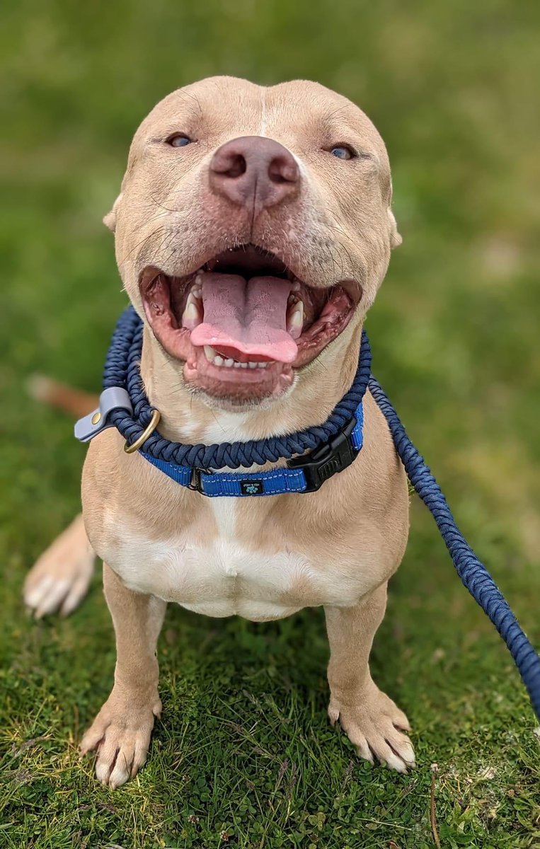 CityDogsCLE's tweet photo. There's something special about Drumstick..and it's not just his stellar personality! He is missing his left rear paw, but you might not even notice. Drumstick is able to run around and enjoy life like the zesty, active dog he is.😊 https://t.co/ZCBy09h6RO #adoptme https://t.co/znEzT6FwxI