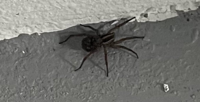 Any spider experts out there? 🕷️ what is this https://t.co/g6bnKqmUM3