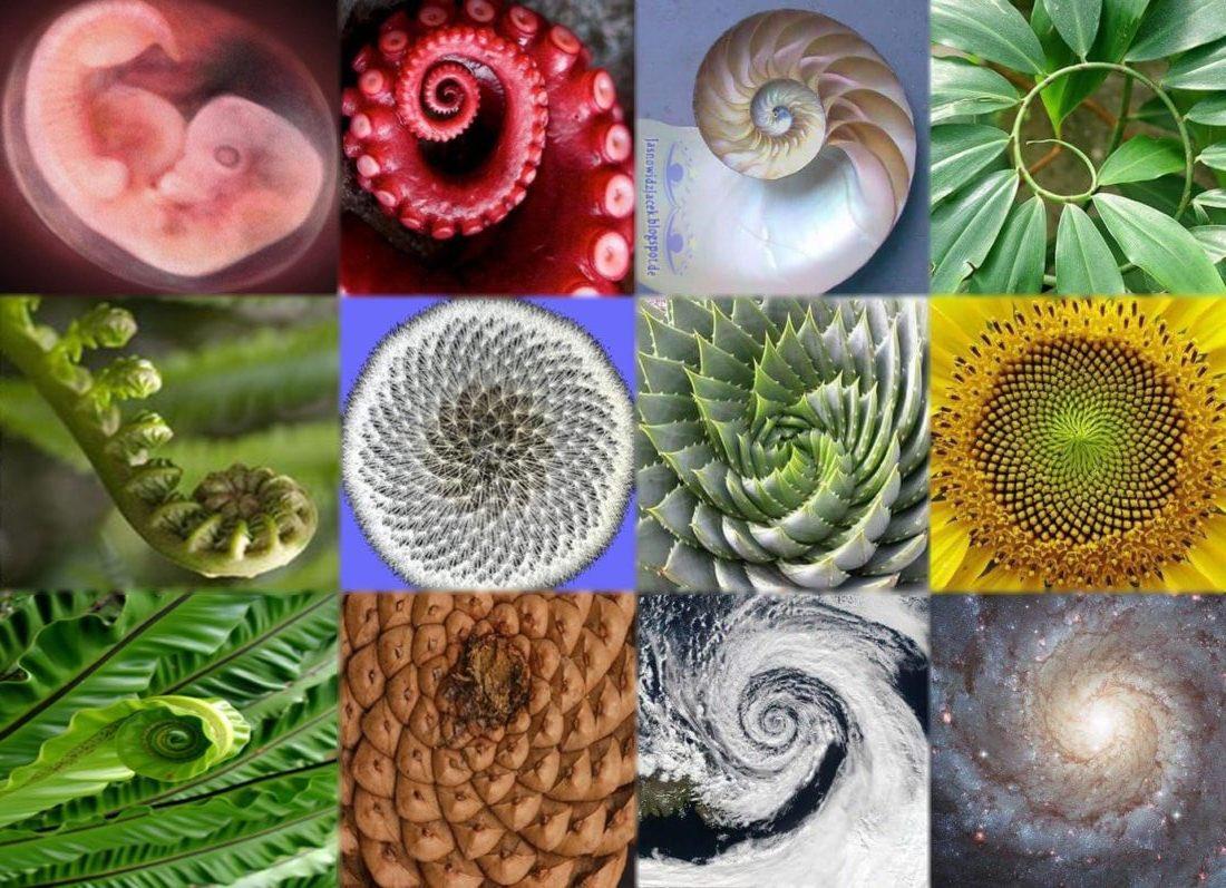 The signature of divinity can be found throughout the natural world

The Fibonacci sequence 🙏🏼🌀