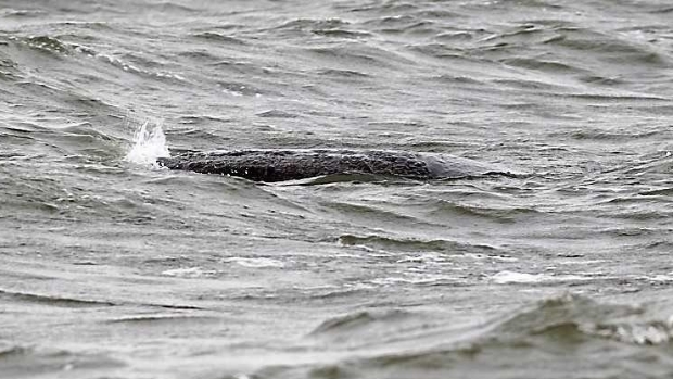 Dier in nood blijkt Ommelebommelestien -  heturkerland.nl/l/44078  heturkerland