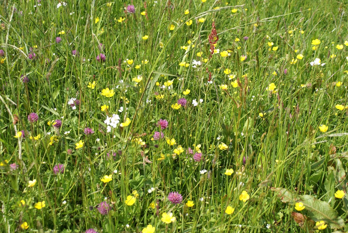 🌿🌍 Vier de Dag van de Biodiversiteit met Water Natuurlijk! 🌿🌍

Klimaatverandering raakt onze natuur. Water Natuurlijk zet in op biodiversiteit en klimaatvriendelijk waterbeheer. Laten we samen werken aan een veerkrachtige toekomst!

#Biodiversiteit #Klimaatverandering