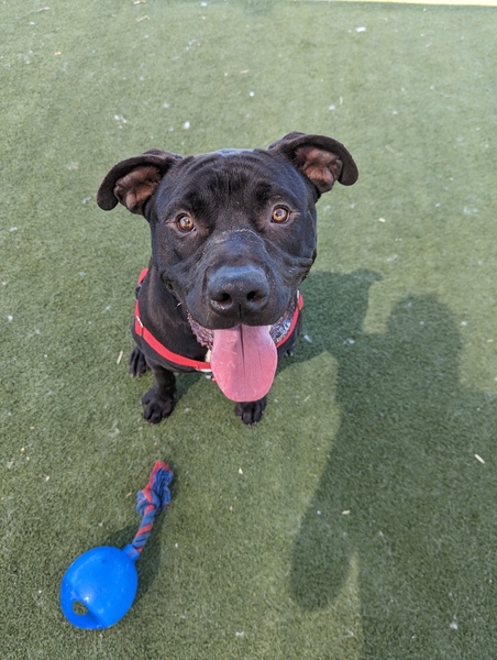 #Dog #Nuit_CCSTCA_01 i hate being in a kennel but love play. affectionate and love chew toys. real friend getpet.info/Nuit_CCSTCA_01