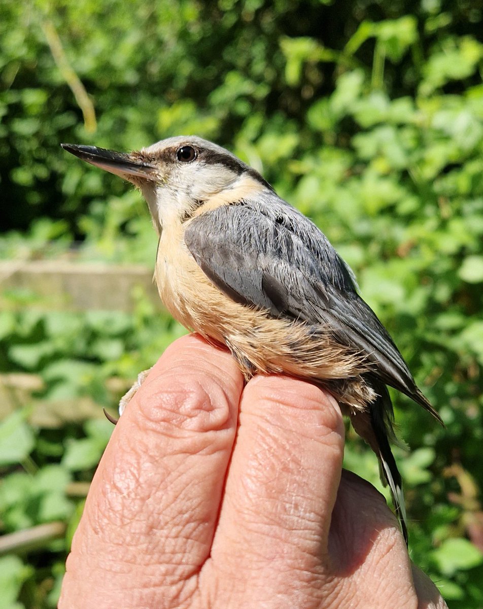 southnottsrg's tweet photo. CES visit 3 was made at Attenborough NR on Sunday. A slow start to the season, but 5th Nuthatch of the year ringed, a species not regularly trapped by the group. First Blue Tit pulli of the year too. Read more on our blog @AttenboroughNR @Nottswildlife https://t.co/cz4xby3Kgh