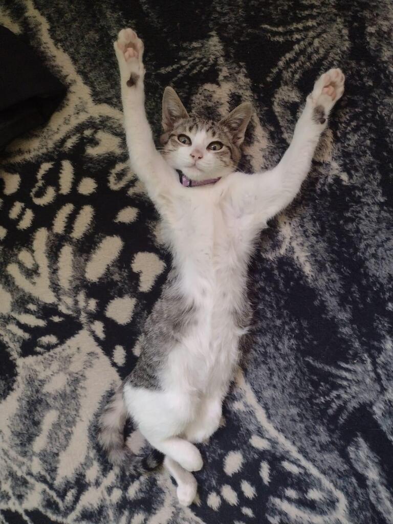 He raised my hands. 😍 via reddit.com/r/catbellies/c…