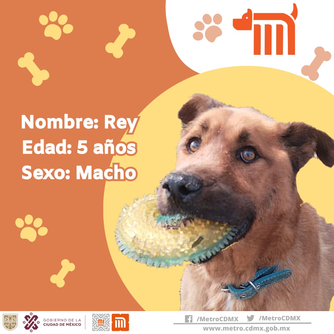 MetroCDMX's tweet photo. Rey está en busca de una familia, si deseas darle la oportunidad de ser adoptado comunícate vía e-mail a: ctc@metro.cdmx.gob.mx  
Consulta requisitos de adopción en 👉🏼 https://t.co/a2rSGOkjut 🐾  #AUnMetroDeSuHogar #AdoptaNoCompres 🐶🏡 https://t.co/MZFFpxp5Yy