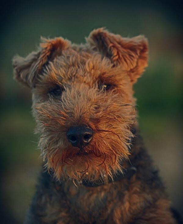 If anybody wants to share photos of their pets for everyone to see feel free to reply 💗