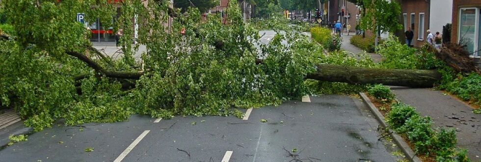SteinTreeDe's tweet image. Business owners lose income if a tree falls across a roadway, driveway or onto a structure, forcing the business to temporarily close its doors. Visit v to know how much an #EmergencyTreeService costs.
