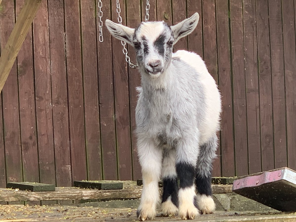 Visited our farm recently? Please tell us where you have visited from! #farm #daysout #Liverpool