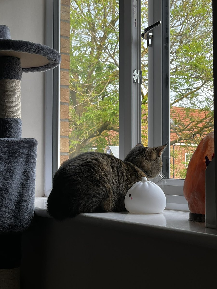 thecatmiso's tweet photo. birdwatching 🐦🐱 https://t.co/CoapZkRMJR