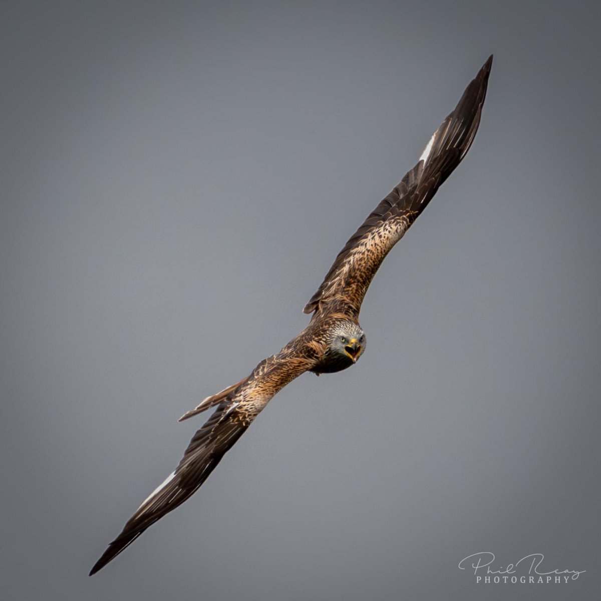 PhilReayPhotos's tweet photo. A Red Kite, Taken at Bellymack Farm, Dumfries &amp; Galloway #redkite #redkites #redkitesofinstagram #redkitesuk #redkitesinflight #bellymackhillfarm #bellymackkitefeedingstation #birdofprey #birdofpreyphotography #birdofpreylovers #dumfriesandgalloway https://t.co/hfFVKfSaM4