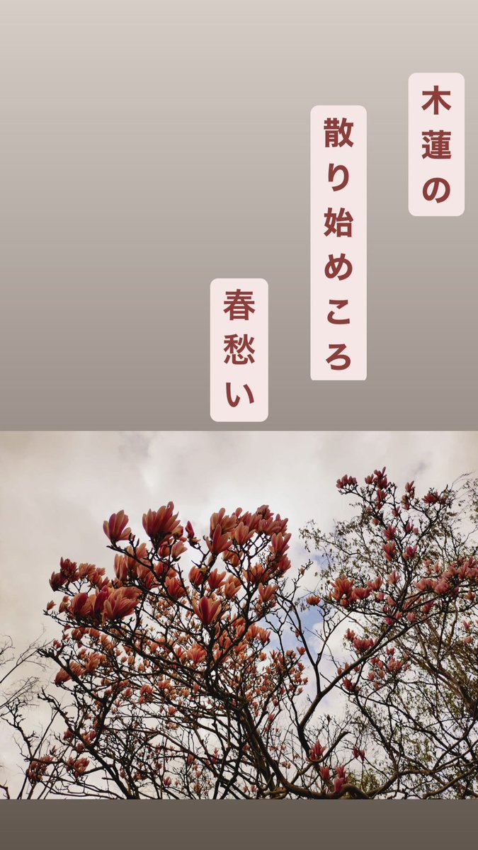 木蓮の散り始めころ春愁い

#俳句