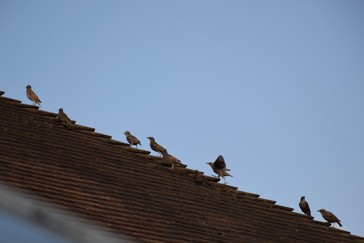 MyGarden_Uk's tweet photo. Starling Stairway to Heaven.

#ShesBuying #AStairway #ToHeaven #Starlings #BeautifulBirds #Birds #Climbing #Murmaration #Mini https://t.co/XuKChqYyUu