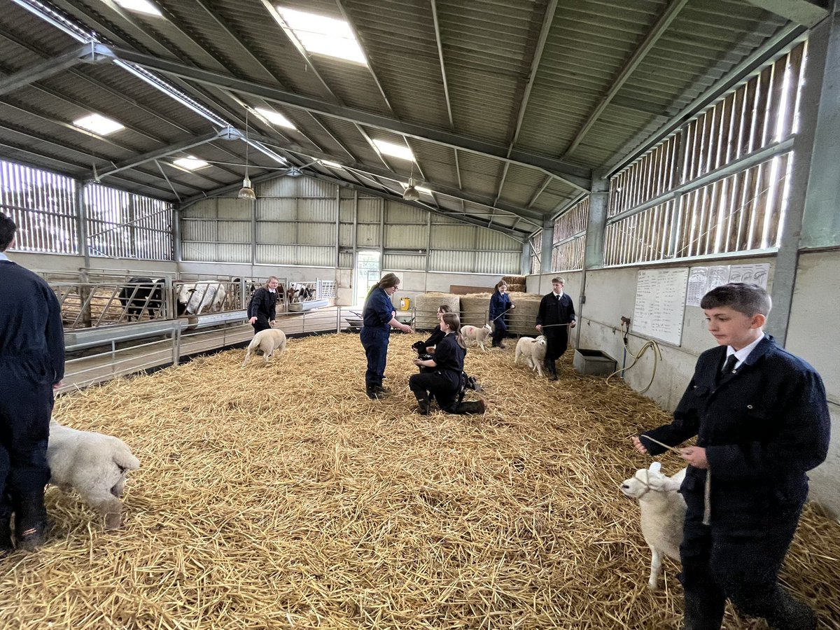 bingbong2005's tweet photo. Halter training and show prep for our sock lambs💙@TheNorthSchFarm https://t.co/HMtNARSwRq