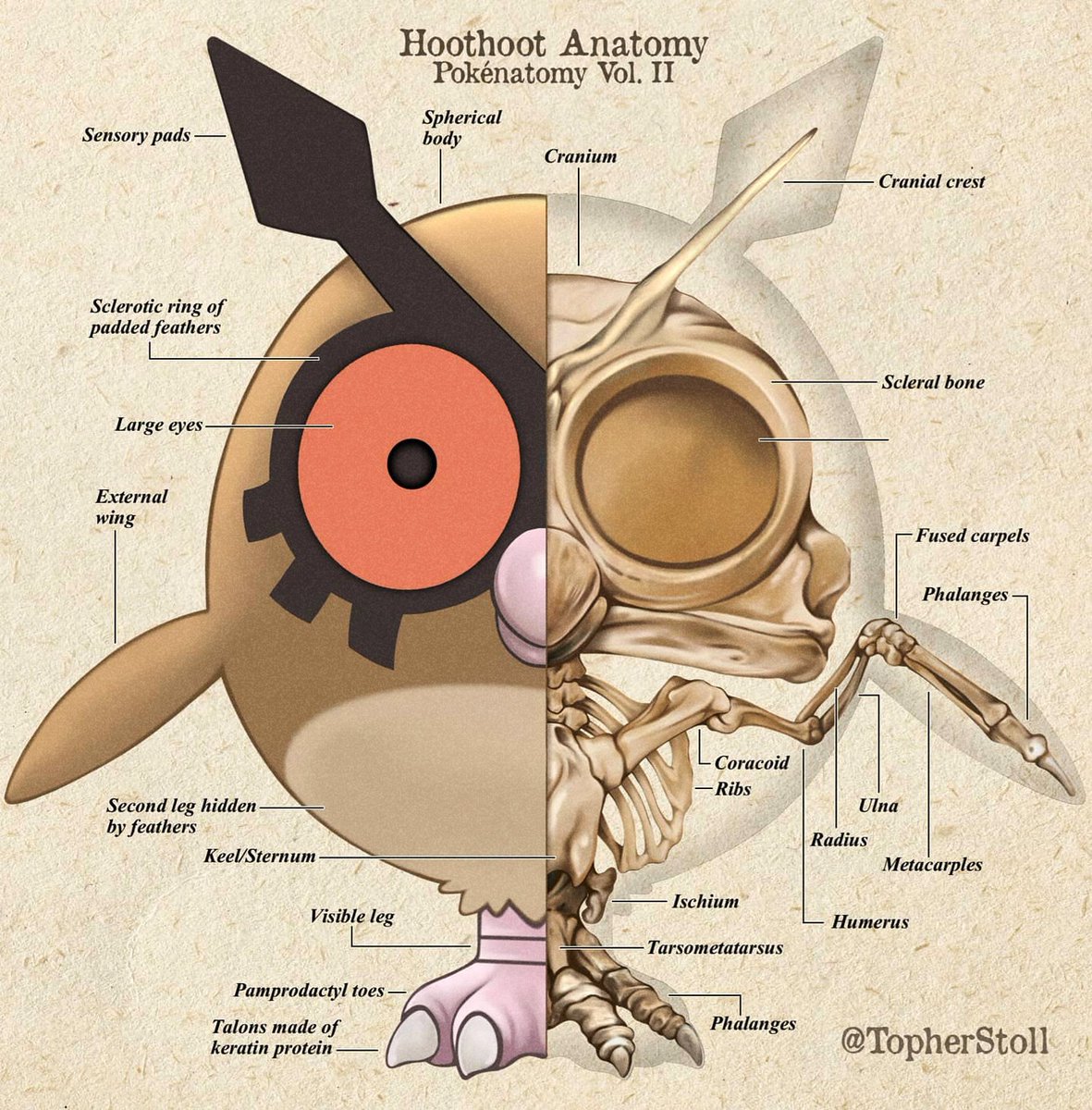 「The specialized feathers of Hoothoot and」|Off to a Rough Artのイラスト