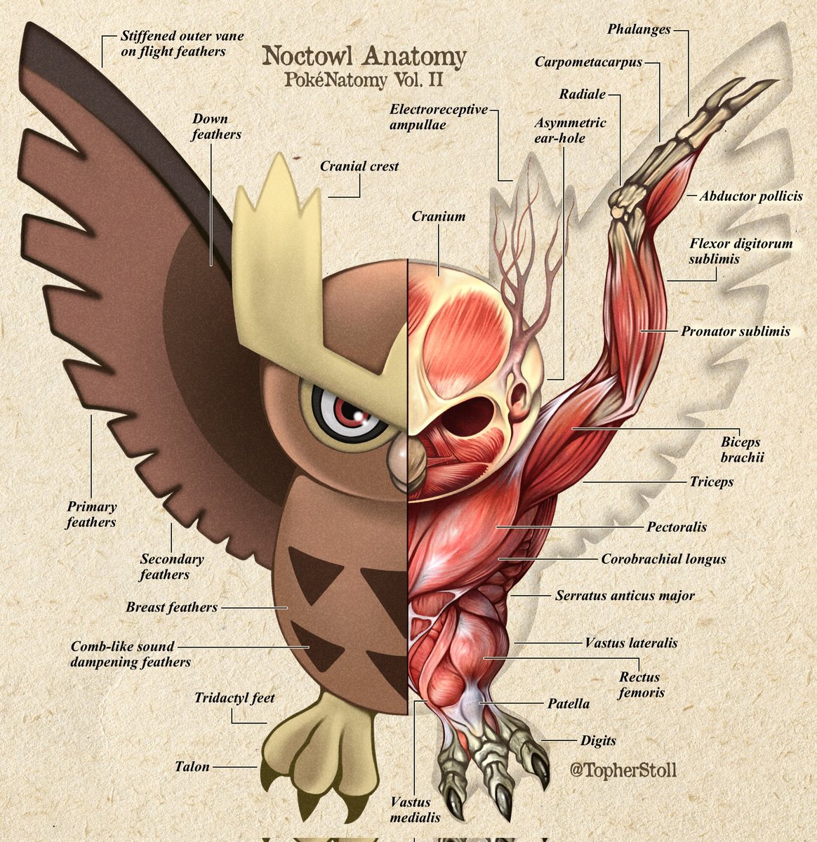 「The specialized feathers of Hoothoot and」|Off to a Rough Artのイラスト