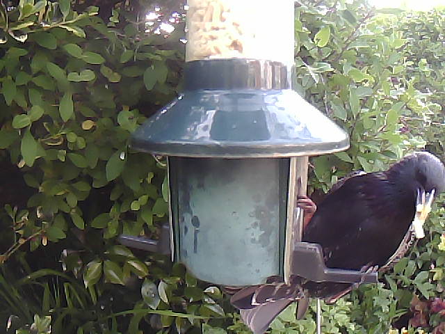 Birdfeederpic's tweet photo. Live WEBCAM:Cam1 Birdfeedercam Carlisle UK #Bigdata #Industry4 #Bird #Springwatch  #IOT  #Birdphotography #Naturephotography #Nature #cumbria 22/05/2023 19:23:31 https://t.co/hiTM8jIE1m