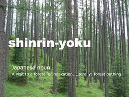 TheFredDorp's tweet photo. What’s your version
Of submersion?
Must you really
Get all wet?
Simply sit in contemplation,
Pond’ring sources of creation,
Green all ‘round you.
Don’t forget:
#Shinrin-yoku,
Like #tsundoku,
Leaves the leaves with no regret. https://t.co/Z8iEUbewyR