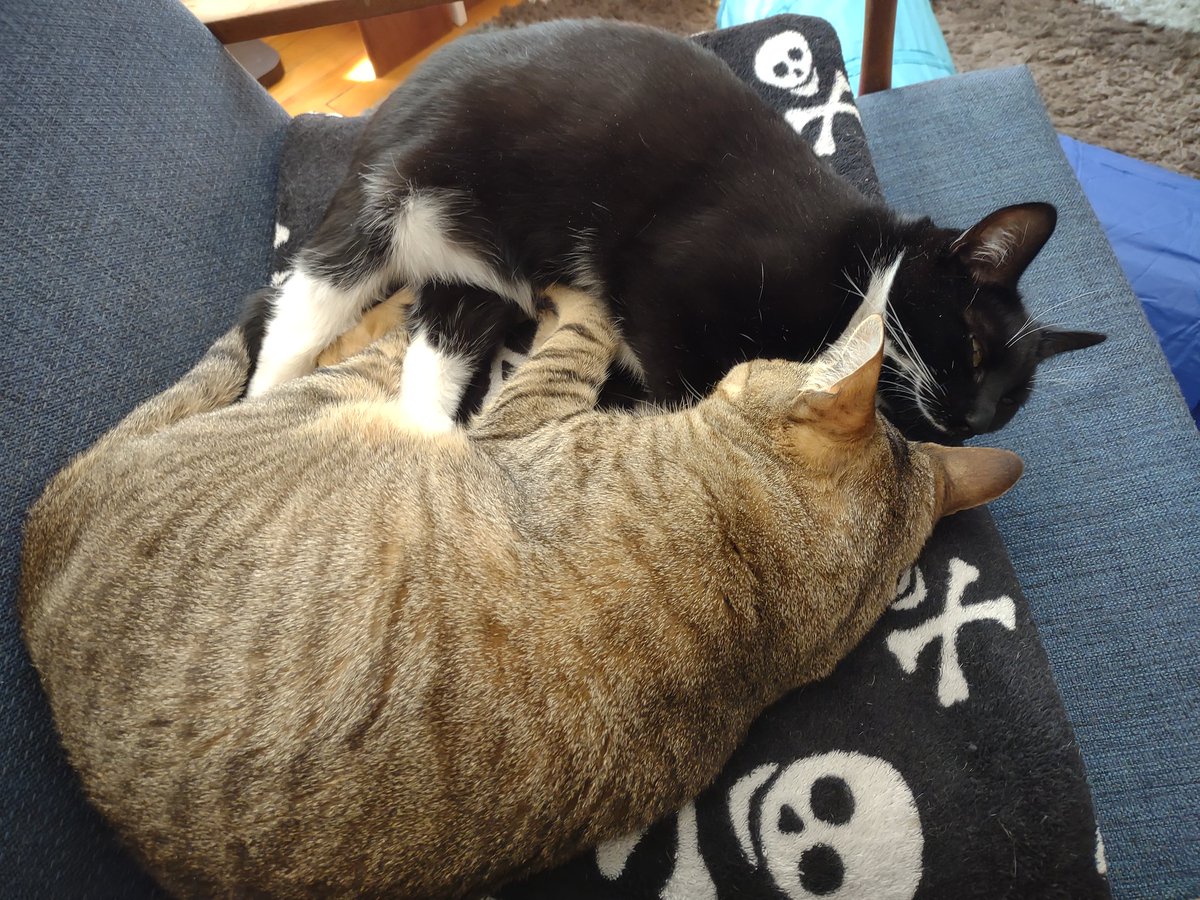 WillhelmLoafCat's tweet photo. Found Willhelm and Gaia cutely cuddling together 😻
#CatsOfTwitter #kittyloafmonday #MondayMood https://t.co/4ruqW36TkD