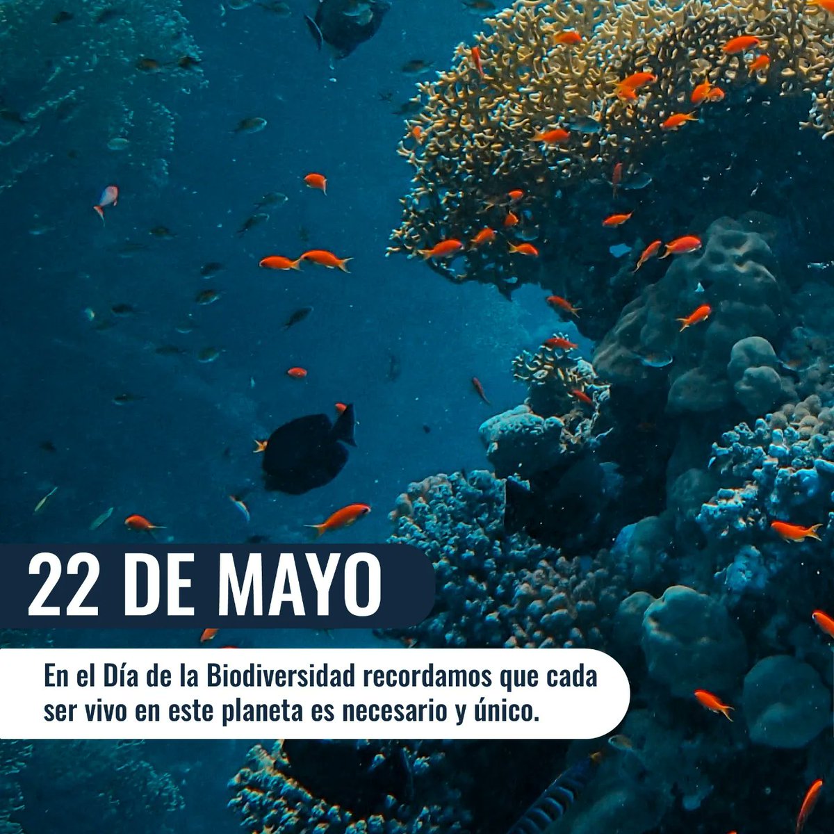 ichthion's tweet photo. #DíaDeLaBiodivesidad 🐟🐢
Cada especie tiene un papel vital en nuestro ecosistema, hoy celebramos la biodiversidad y seguimos comprometidos con su cuidado. 🌎
#Biodiversidad
#NotPlanetB
#Biodiversity https://t.co/HMAydXD0MT