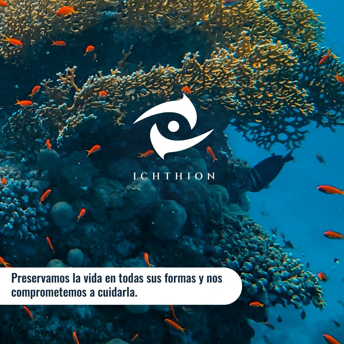 ichthion's tweet photo. #DíaDeLaBiodivesidad 🐟🐢
Cada especie tiene un papel vital en nuestro ecosistema, hoy celebramos la biodiversidad y seguimos comprometidos con su cuidado. 🌎
#Biodiversidad
#NotPlanetB
#Biodiversity https://t.co/HMAydXD0MT