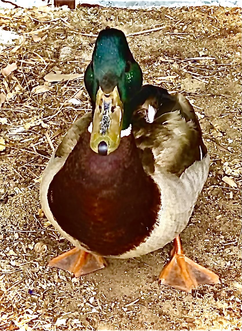 ElArbiElHarti's tweet photo. Tenemos nuevo artista residente. Ha llegado al @PagesCentro. No sabemos quién es ni de dónde viene. Ha tomado posesión de la “Plaza de la Chatarrería” y del jardín y le ha pedido a @MariaPages_ que le acompañe en los ensayos. Tiene proyecto y todos le llamamos ya “Tango” https://t.co/LLjSSiCjyS